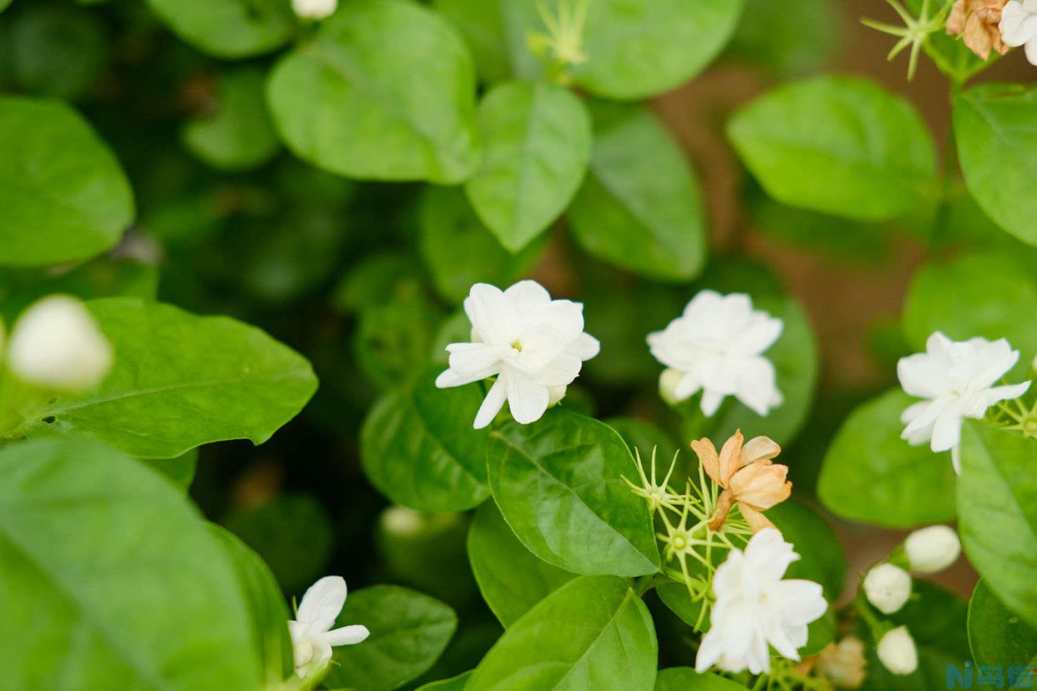 茉莉的花语和故事