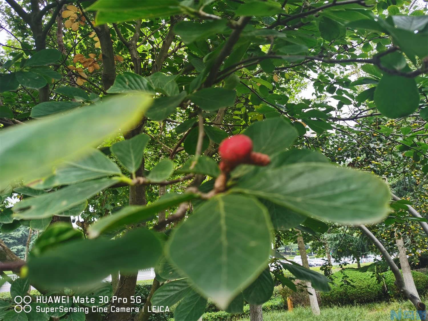 广玉兰的花语和传说