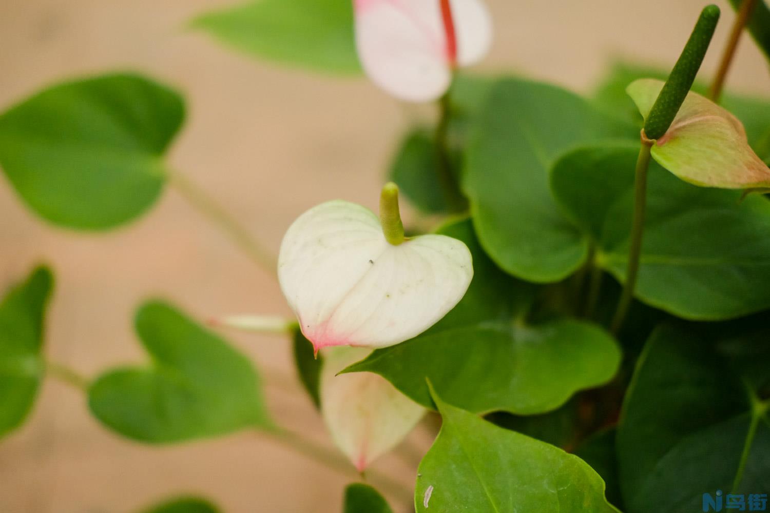 水培红掌烂根怎么办？