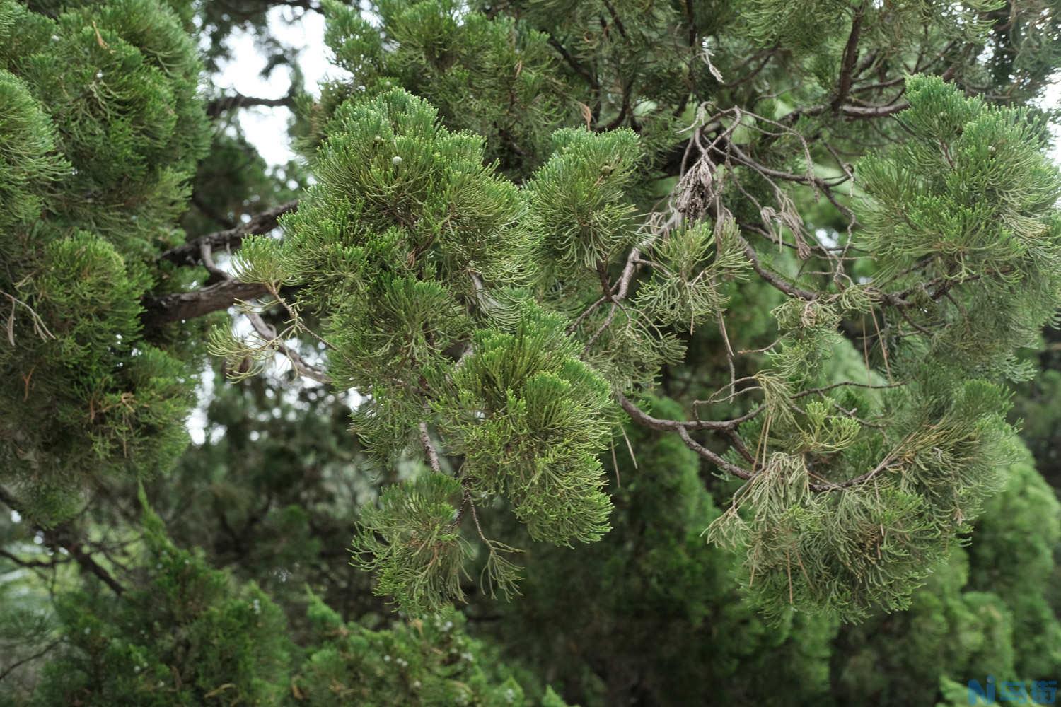 种植龙柏树的忌讳