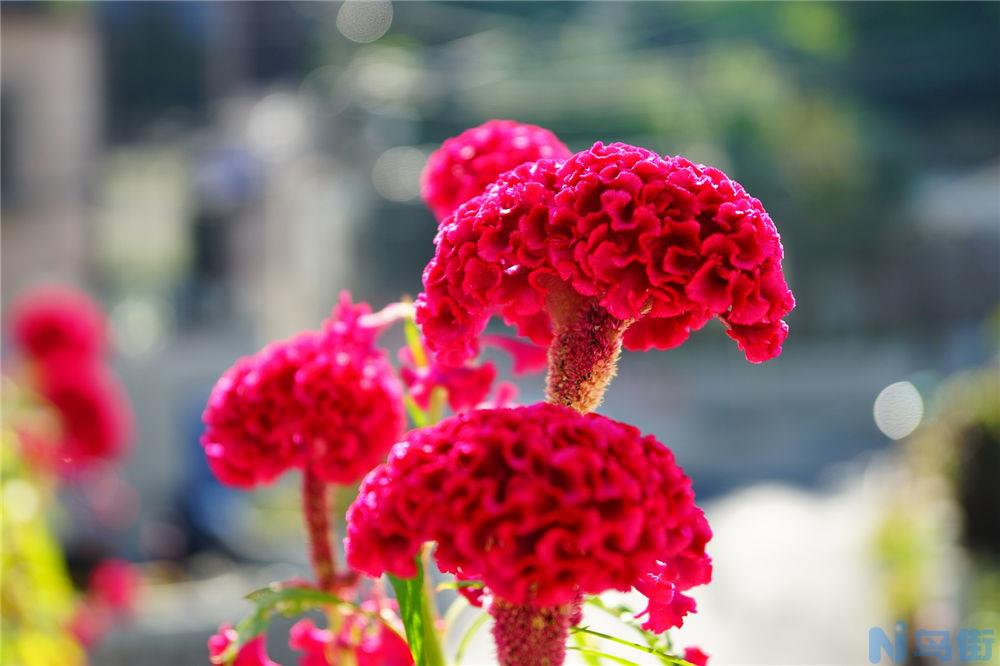 鸡冠花不开花怎么办？