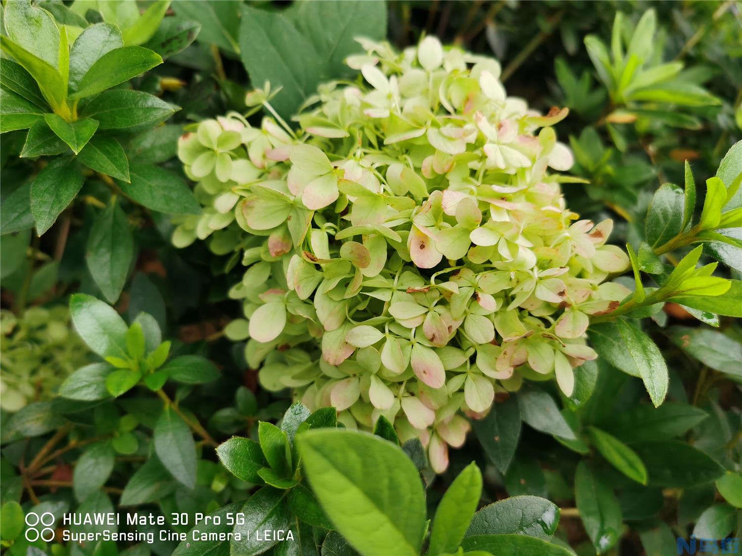 八仙花（绣球花）虫害防治