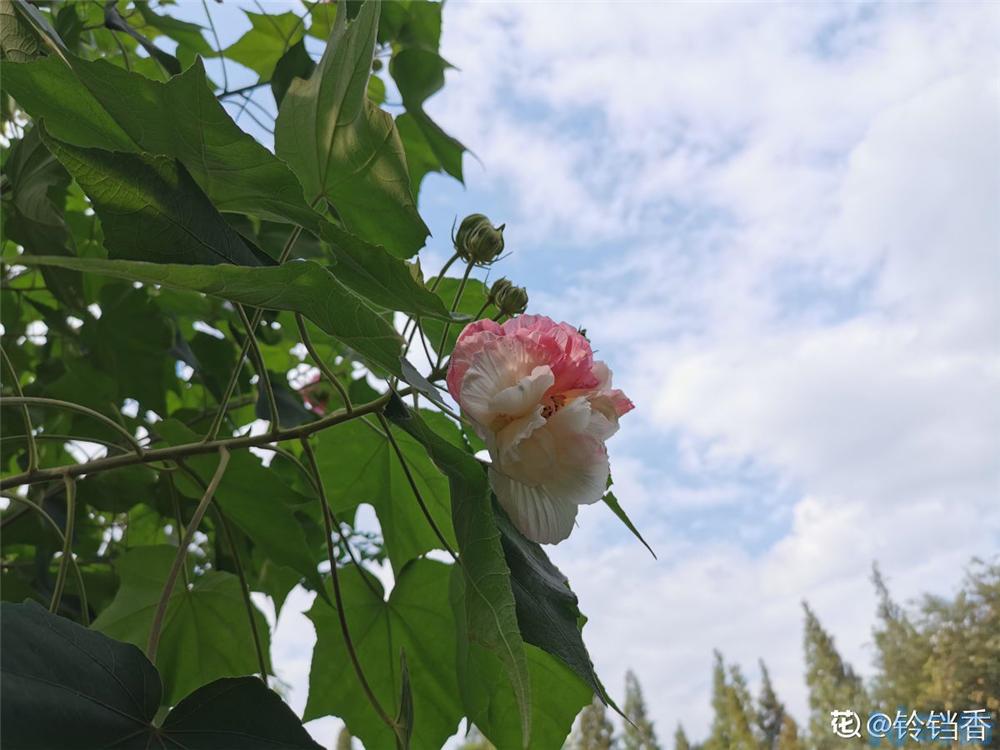 木芙蓉花有蕾不开花怎么回事？