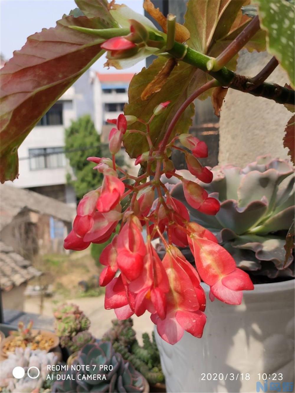 竹节海棠不开花怎么办？