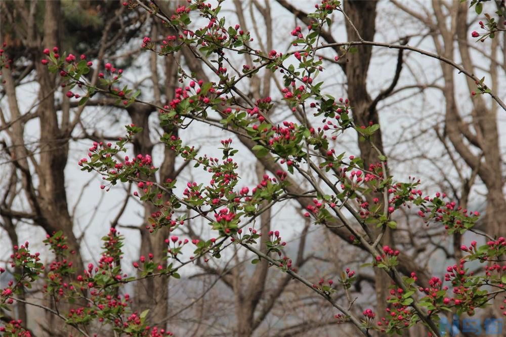 海棠花叶子干枯怎么办？