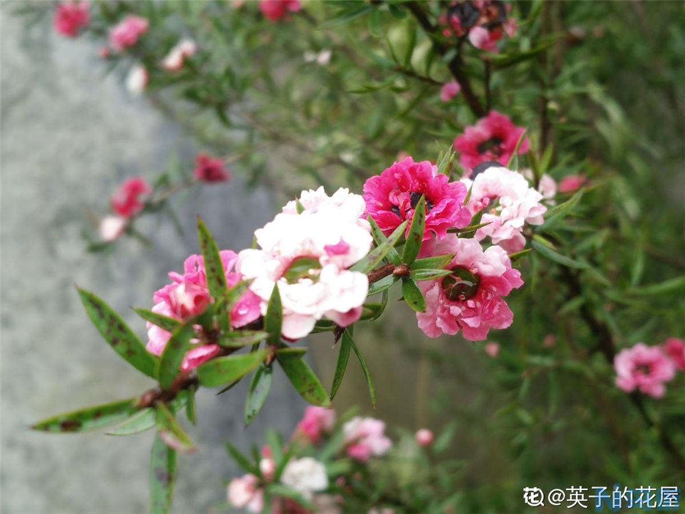 松红梅开花分散怎么办？