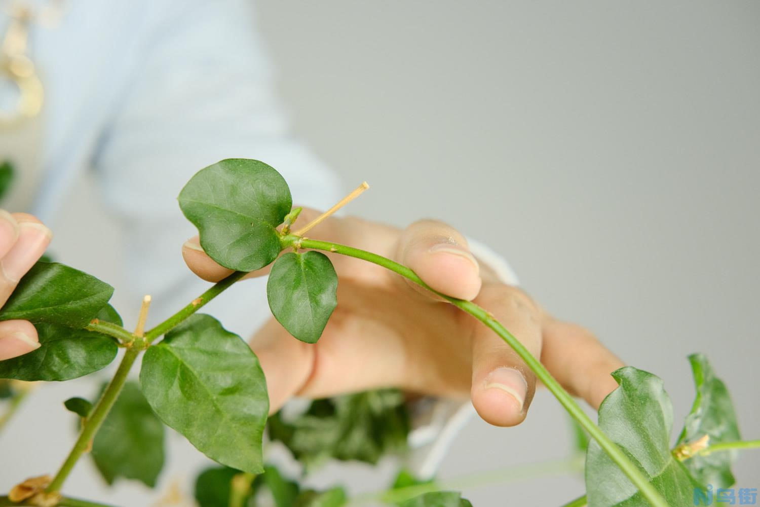 茉莉花黄叶的原因和处理办法