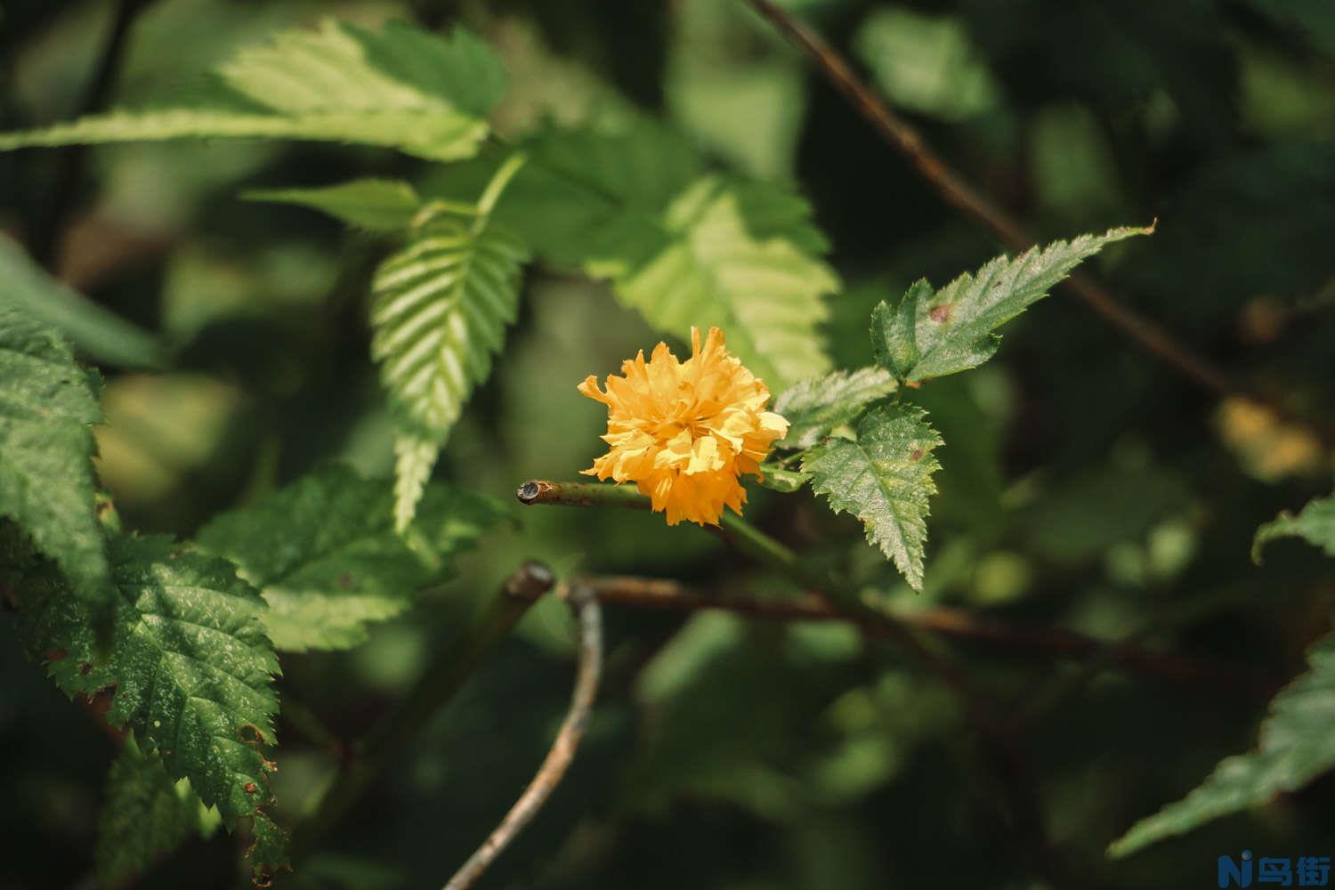 棣棠花的虫害及防治方法