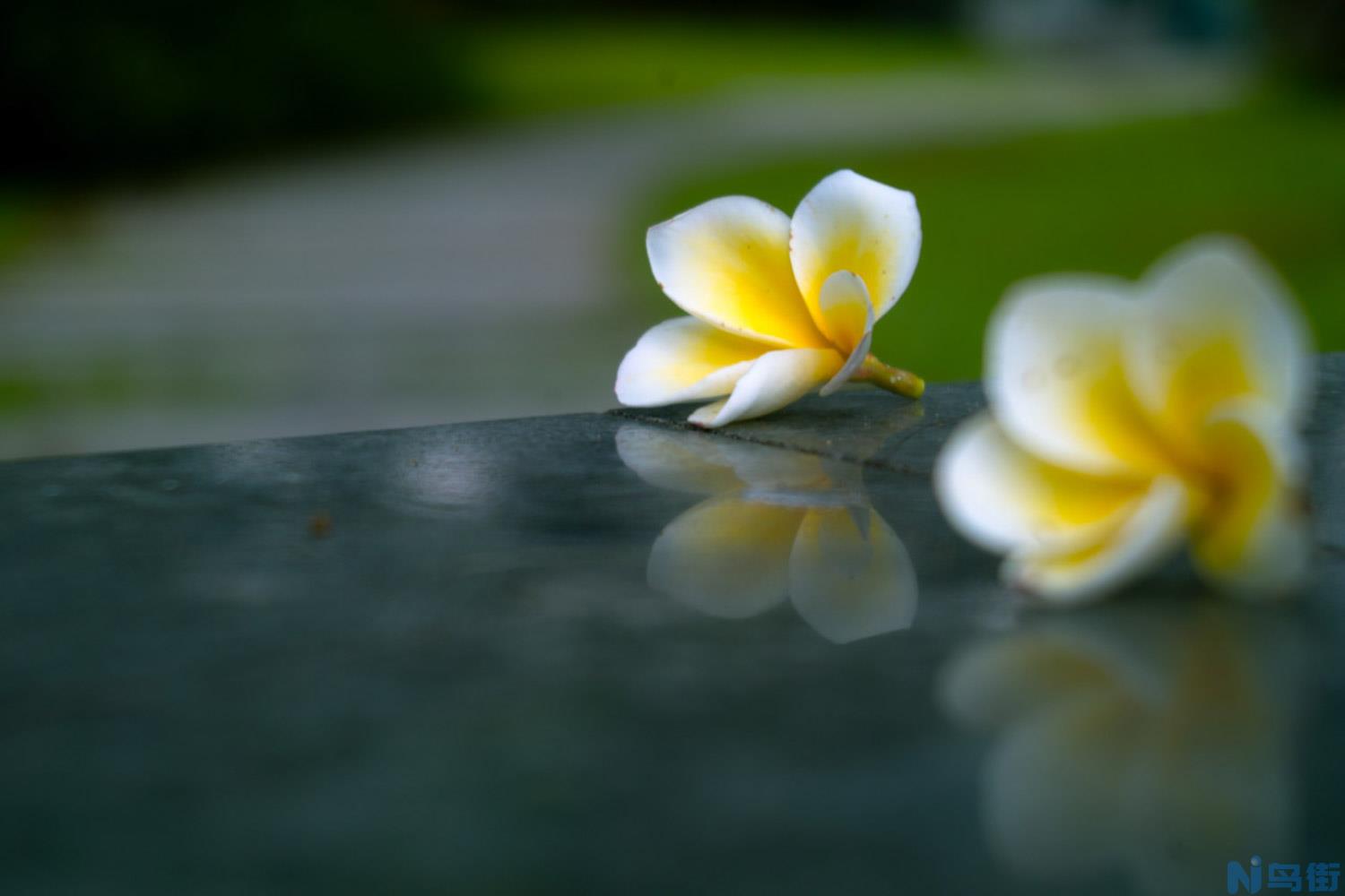 红鸡蛋花的病虫害防治