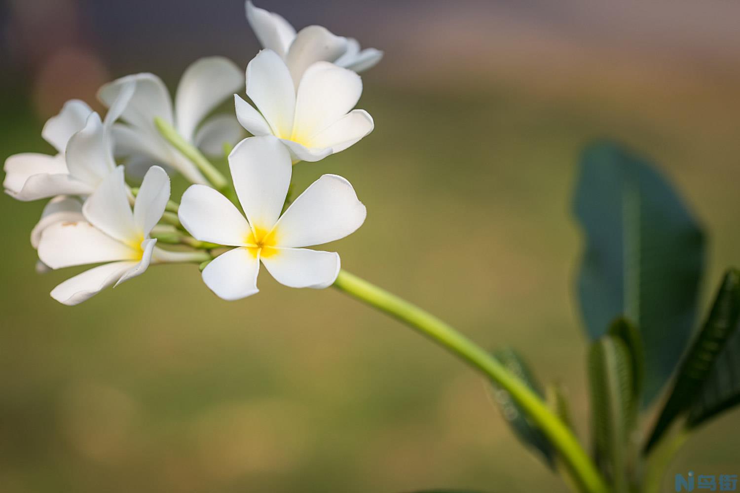 鸡蛋花病虫害防治方法