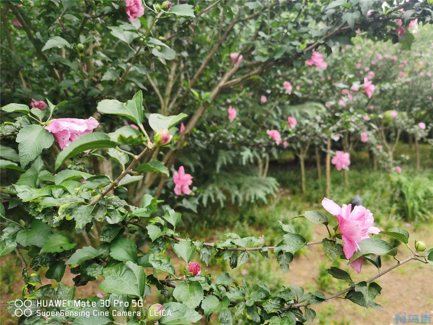 木槿花常见虫害及解决办法