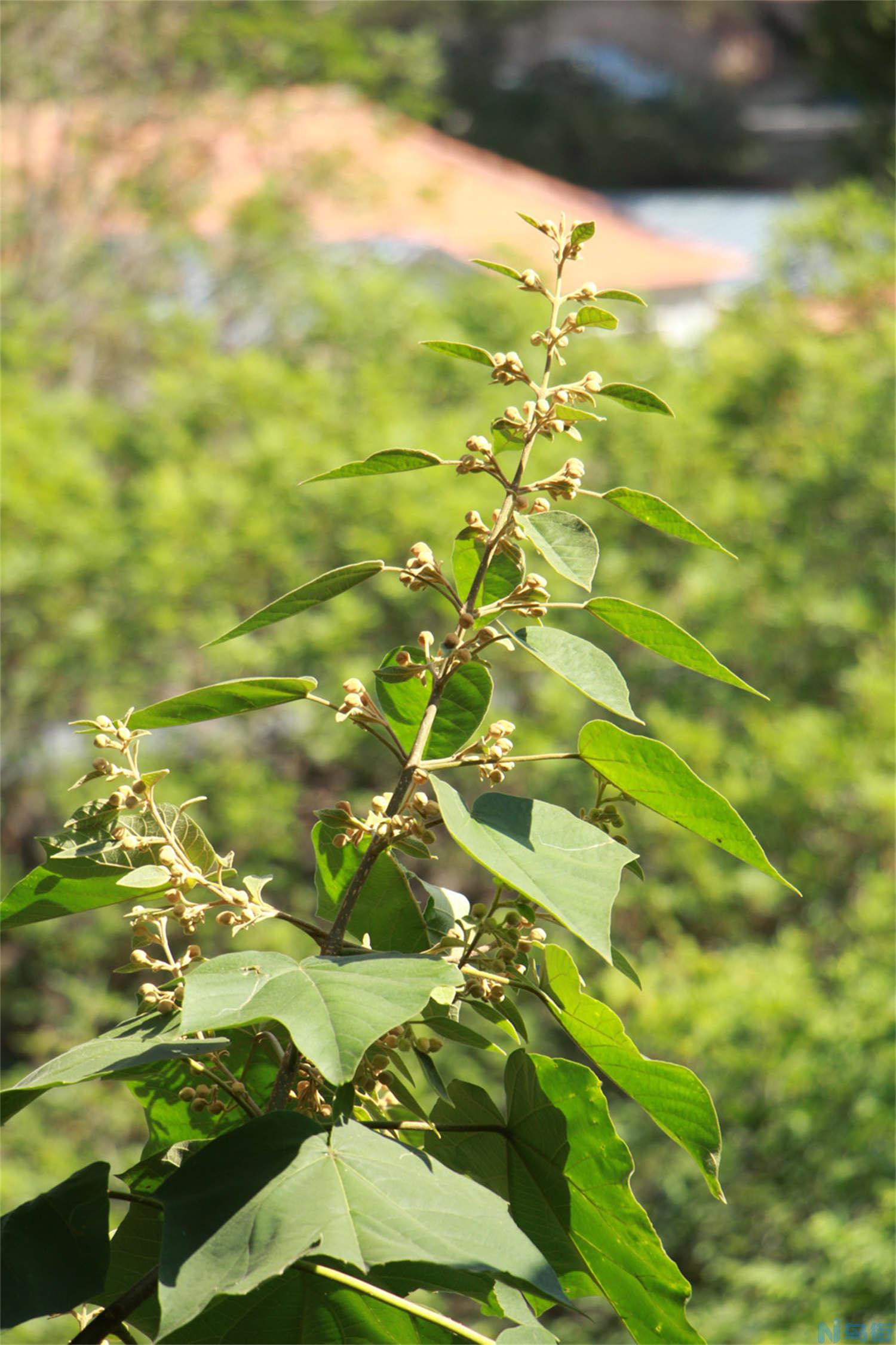 泡桐的虫害及其防治