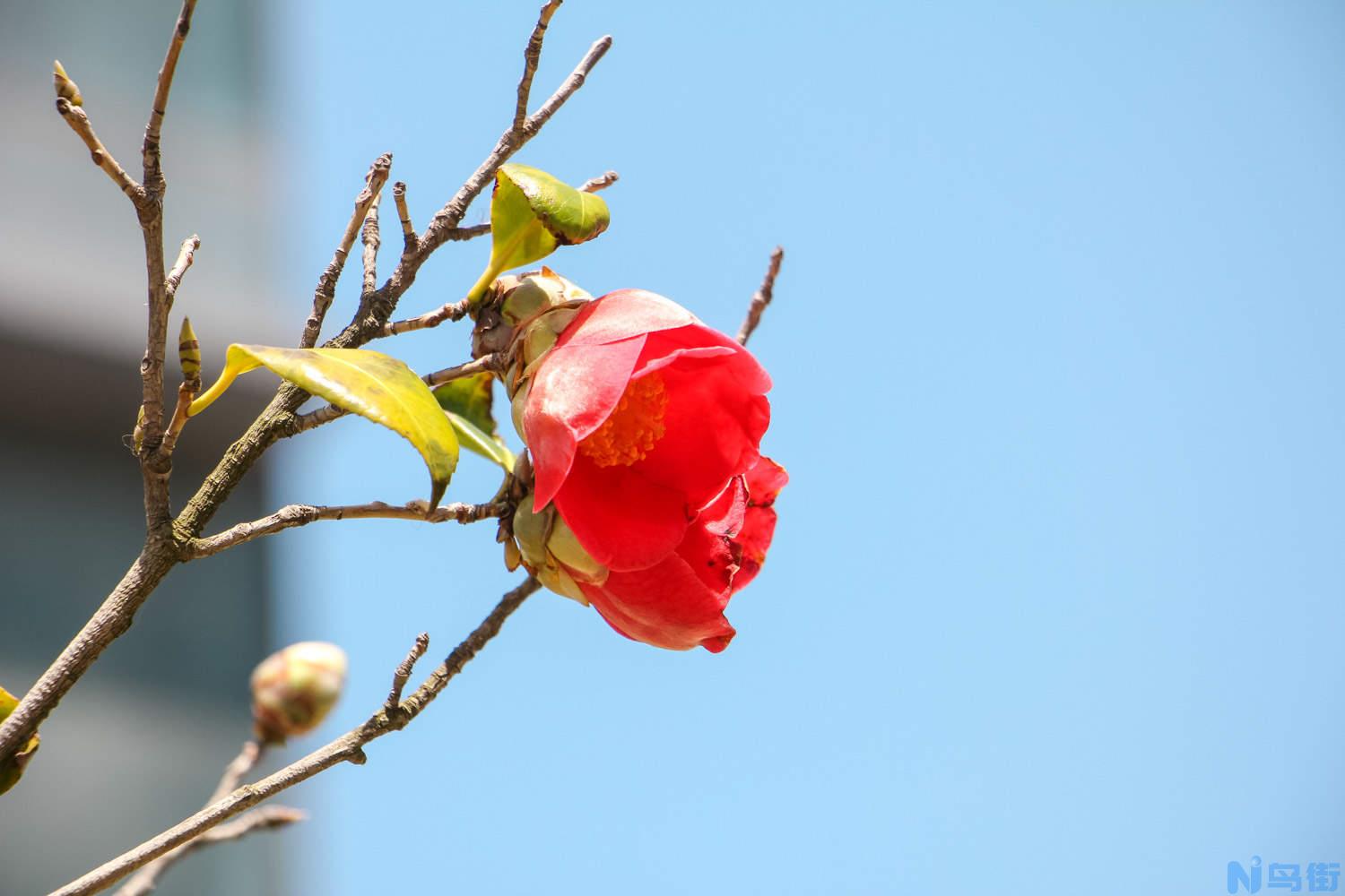 茶花为何掉净了叶子