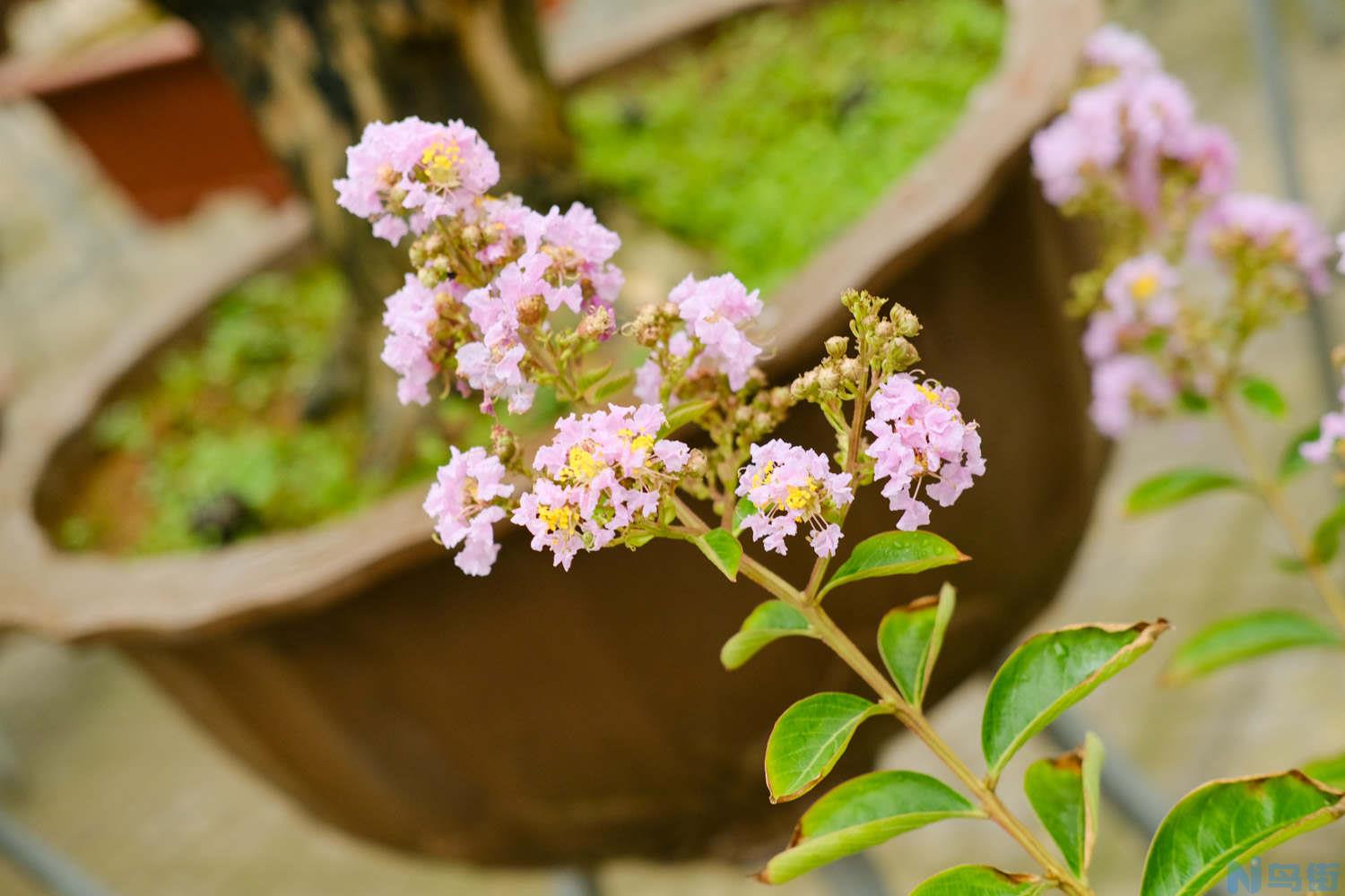 紫薇花常见病害及防治方法