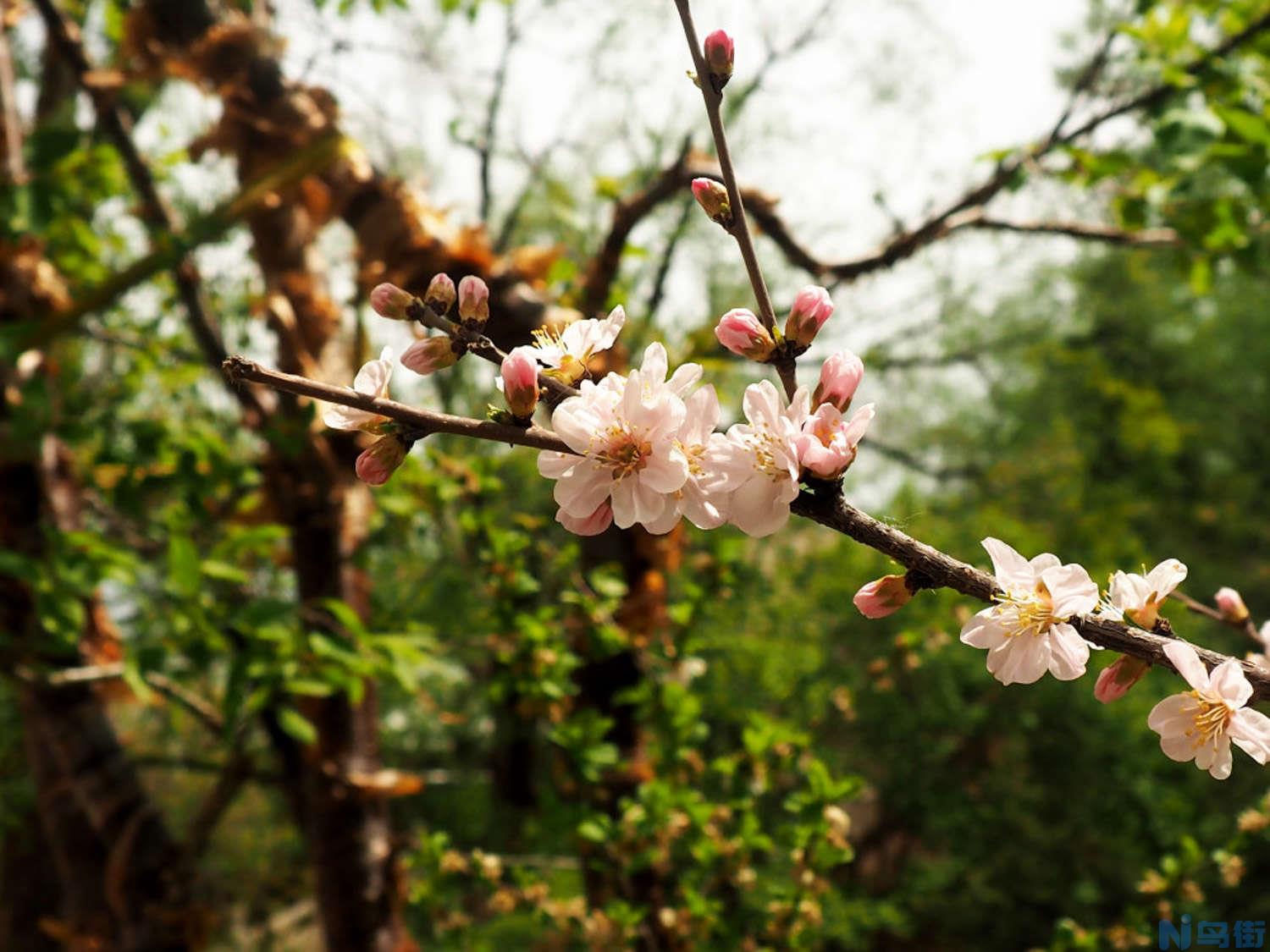 碧桃常见虫害及其防治