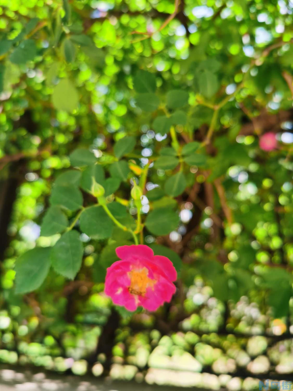 蔷薇花病害及防治方法