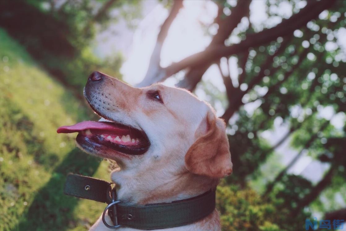 拉不拉多犬 拉布拉多犬怎么养？