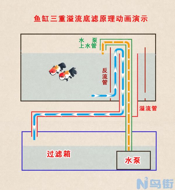 养观赏鱼的过滤方法 观赏鱼过滤系统教程？