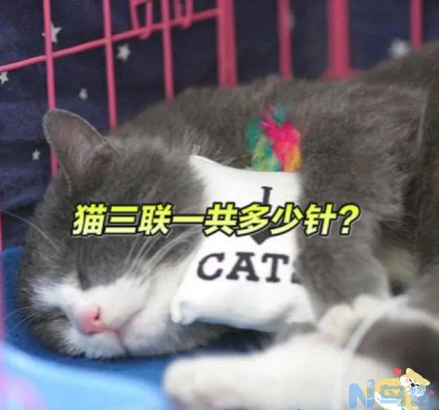 猫打疫苗一共多少钱 猫1岁了打疫苗晚不晚？