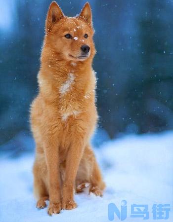 芬兰猎犬多少钱一只 芬兰猎犬哪里买？