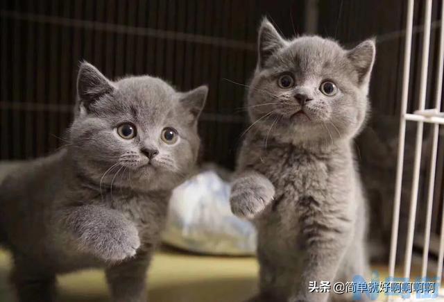 蓝猫为什么叫蓝猫不叫灰猫 蓝猫为什么是灰色？