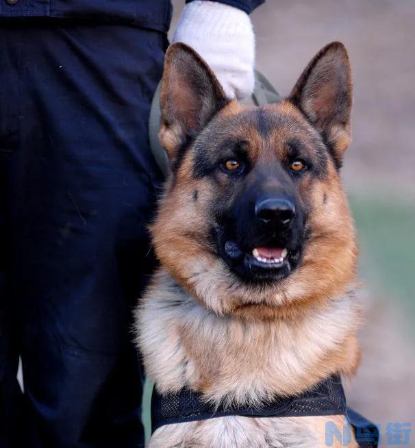 警犬一般是什么品种 警犬都是什么狗？