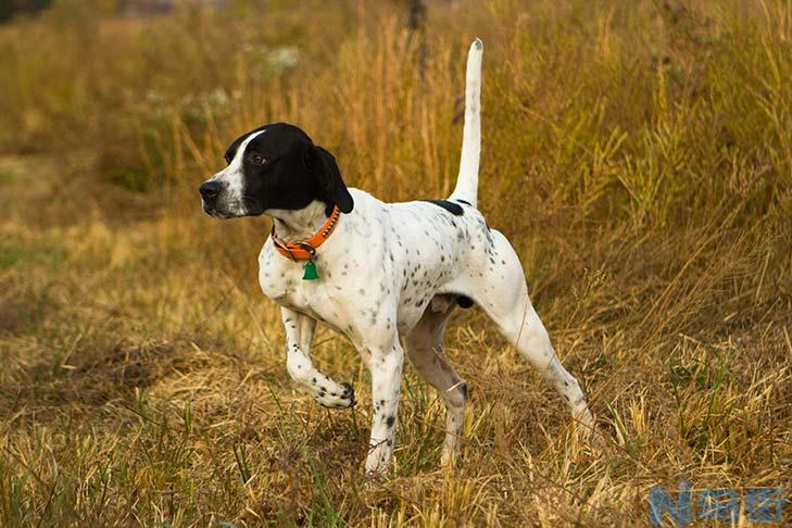 波音达猎犬的优缺点 波音达犬智商排名？