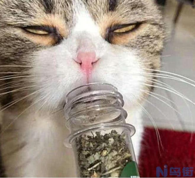 猫薄荷对猫有危害么 猫吸猫薄荷好可怕？