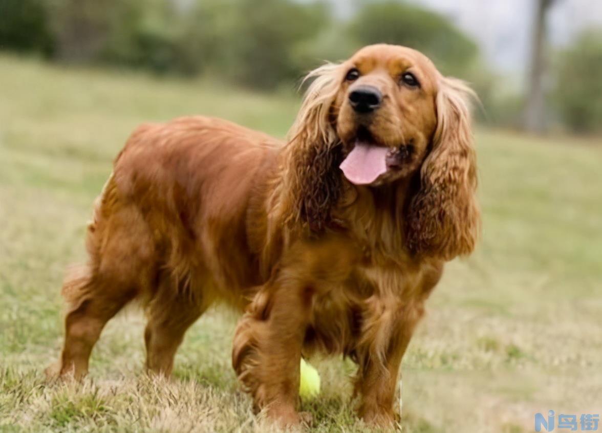 可卡犬价格多少钱一只 可卡犬为什么不值钱？