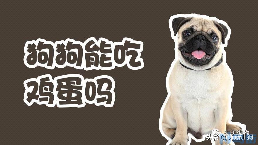 狗狗能吃蛋白吗 多大的狗狗可以吃蛋白？