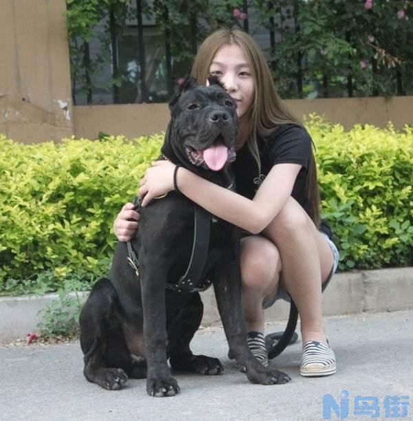 护主犬总排名 护主中大型犬品种大全？