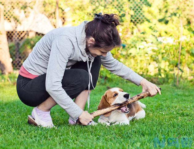 米格鲁猎兔犬好养吗 比格犬公母哪个好养？