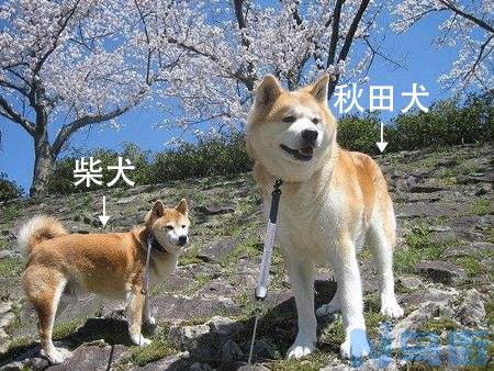 日本柴犬与秋田犬区别 日本柴犬的特点？