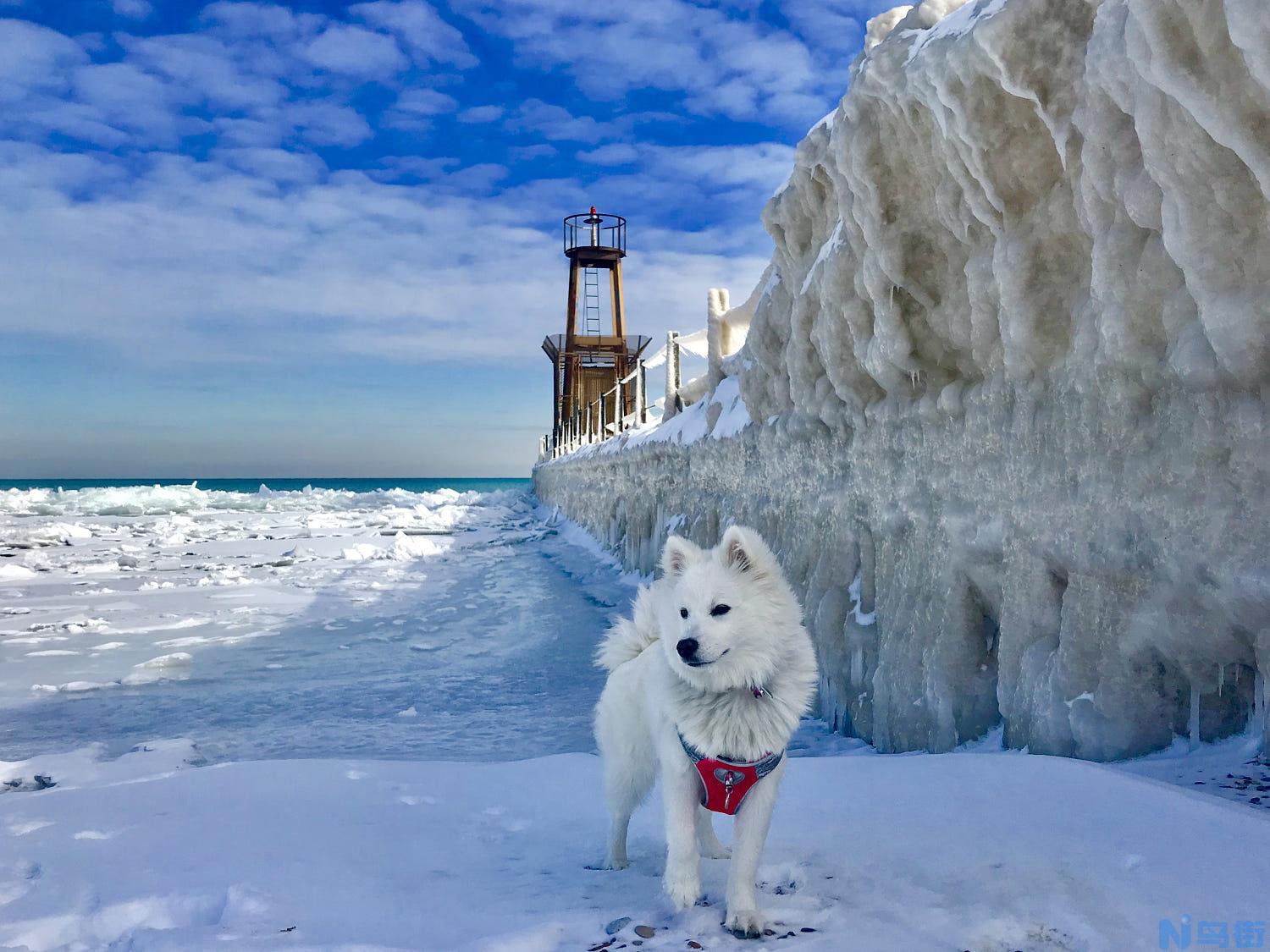 爱斯基摩狗 加拿大爱斯基摩犬？