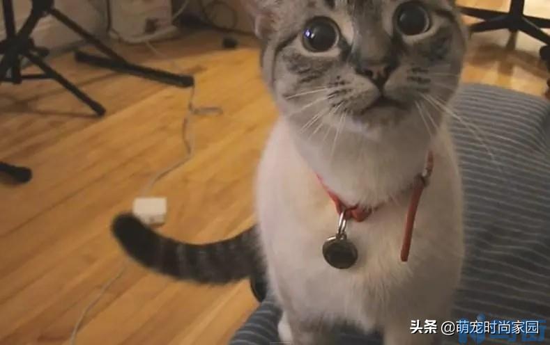 猫重复喵呜是什么意思 猫咪喵呜喵呜的叫想干嘛？