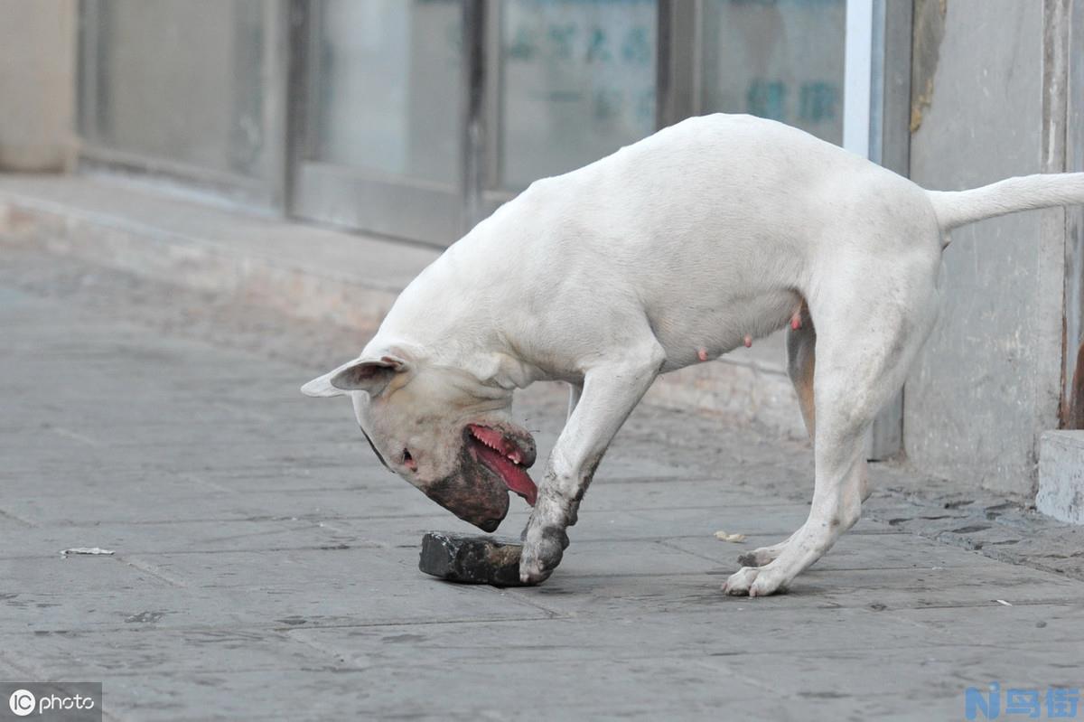 怪异杀手牛头梗 牛头梗犬介绍？