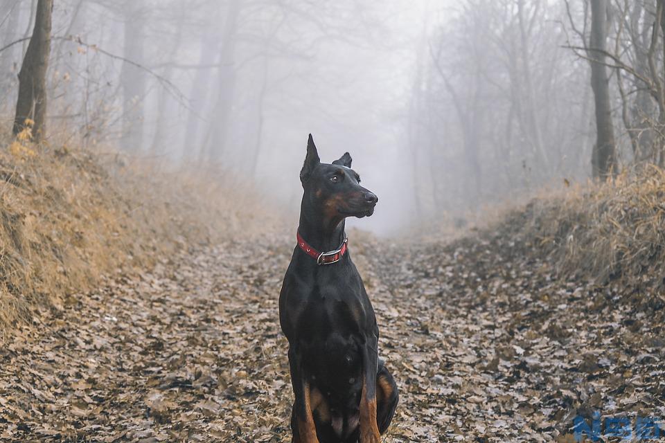 杜兵犬 杜宾好养吗?优缺点有哪些？