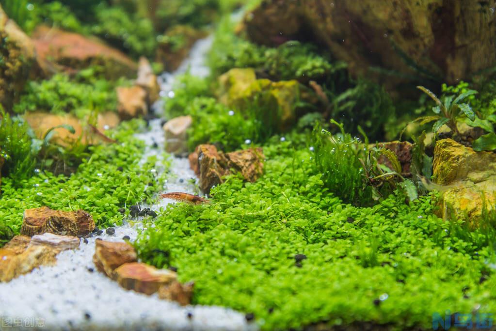 鱼缸水草哪种好养 新手草缸最好养不烂的水草排名？