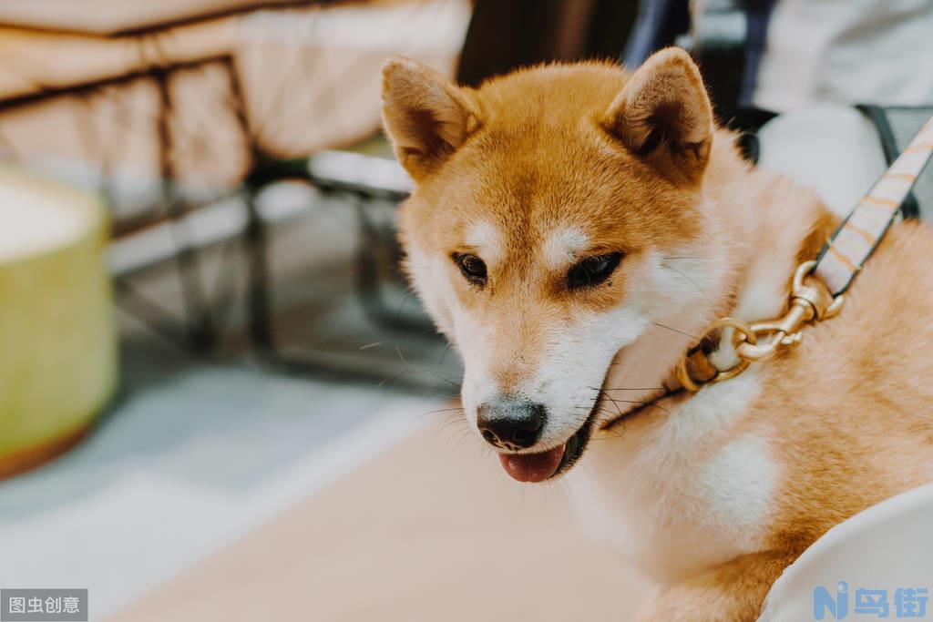 中华田园犬和土狗有什么区别 中华田园犬的优缺点？