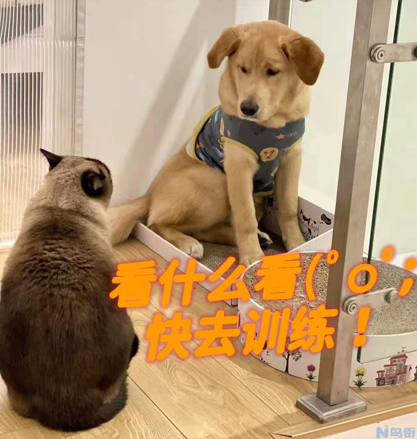 怎样训练金毛寻回犬 金毛犬怎么养？