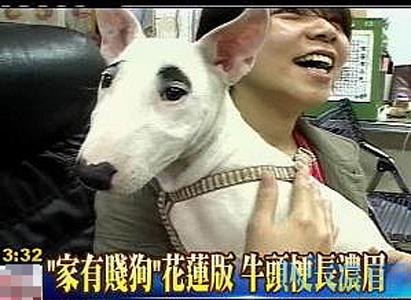 家有贱狗是什么品种 家犬有什么品种？