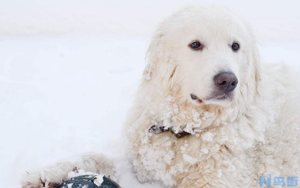 北极熊犬 北极熊狗是什么狗？