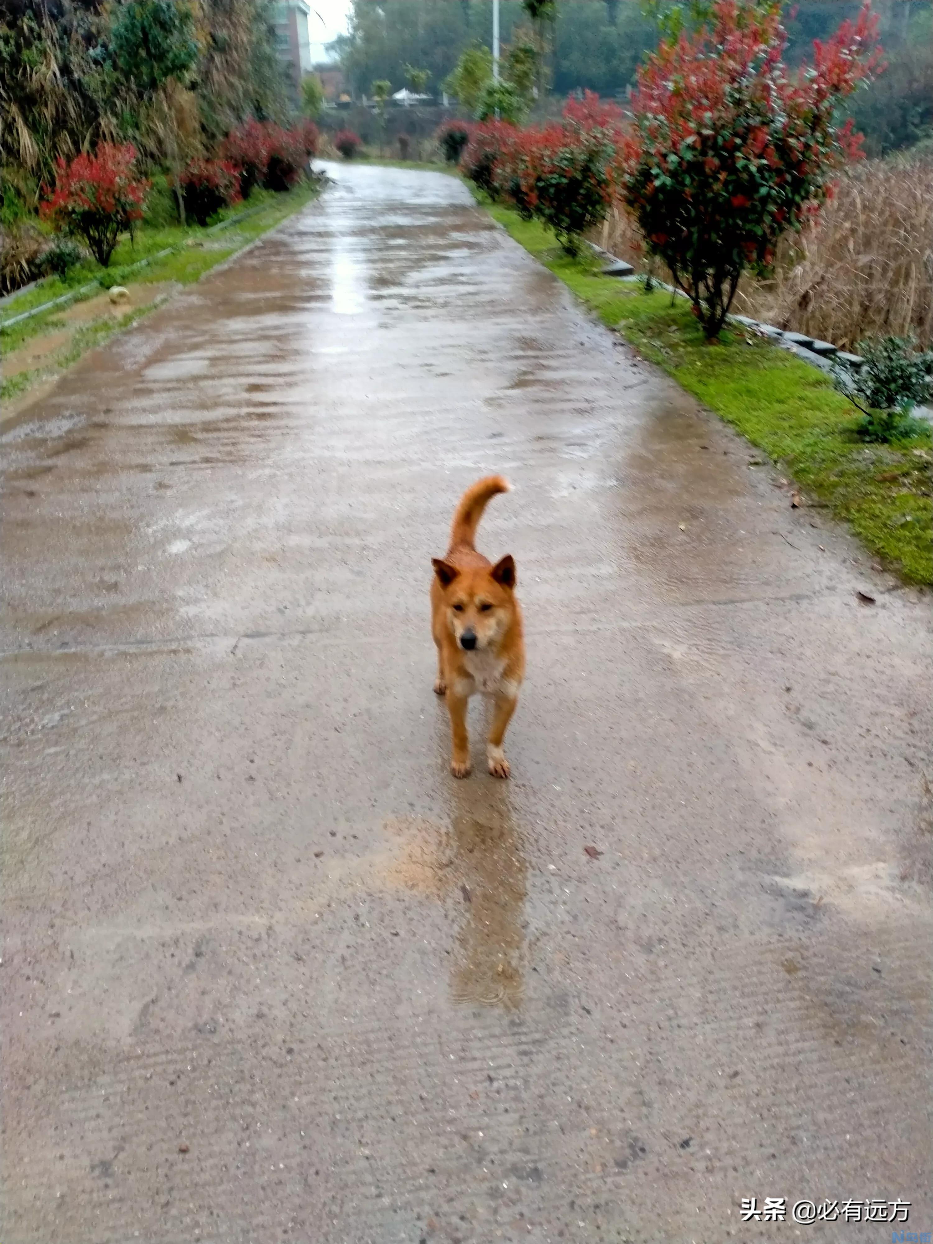 田园犬和土狗有什么不同 土狗和中华田园犬的区别？