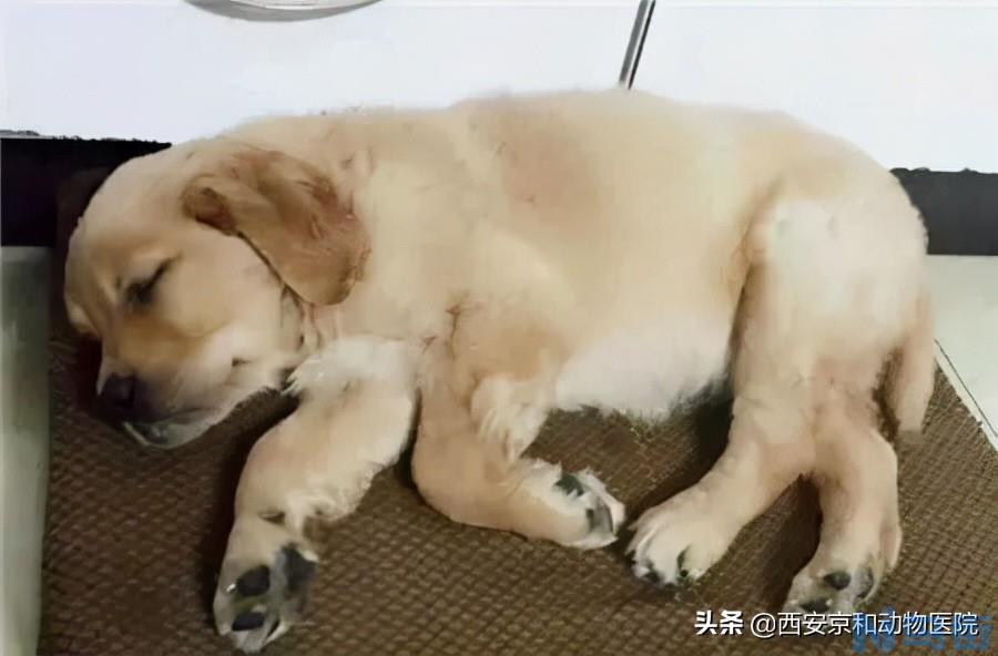 狗瘟病毒 狗狗得了犬瘟会鼻子干吗？