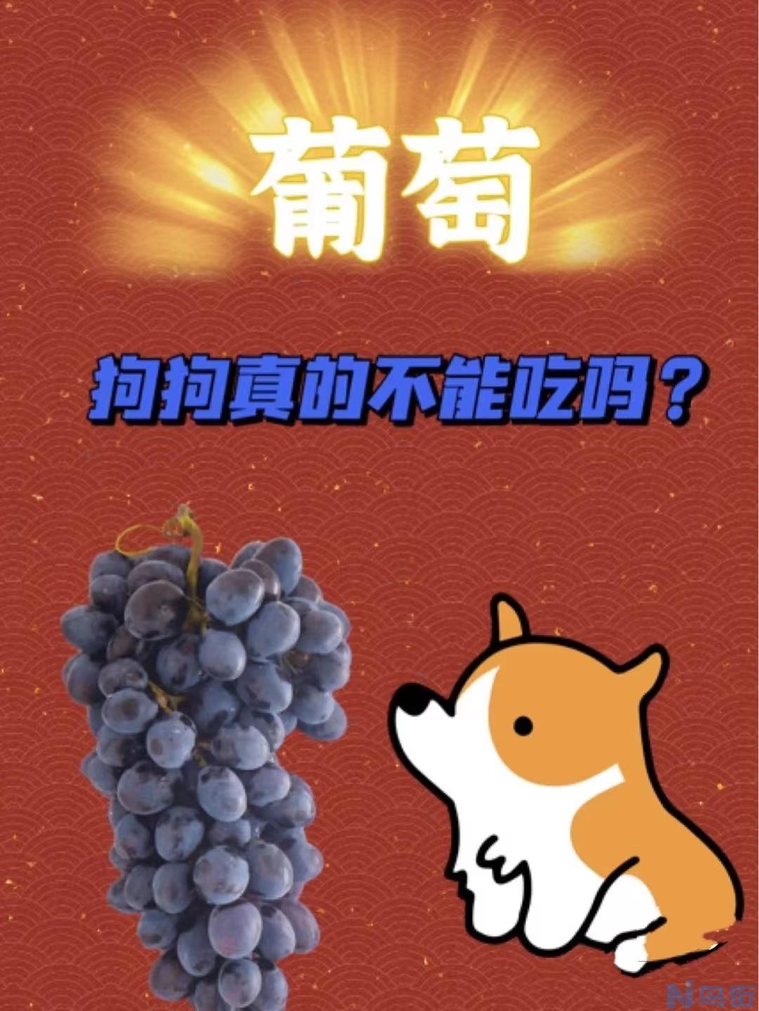 狗狗可以吃葡萄吗 狗吃葡萄一定会中毒吗？