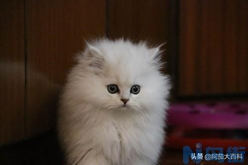 猫咪换毛期一般在什么时候 猫咪几个月换毛？