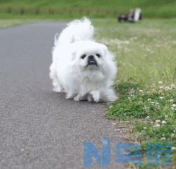 京巴狗多少钱 京巴犬的优缺点？