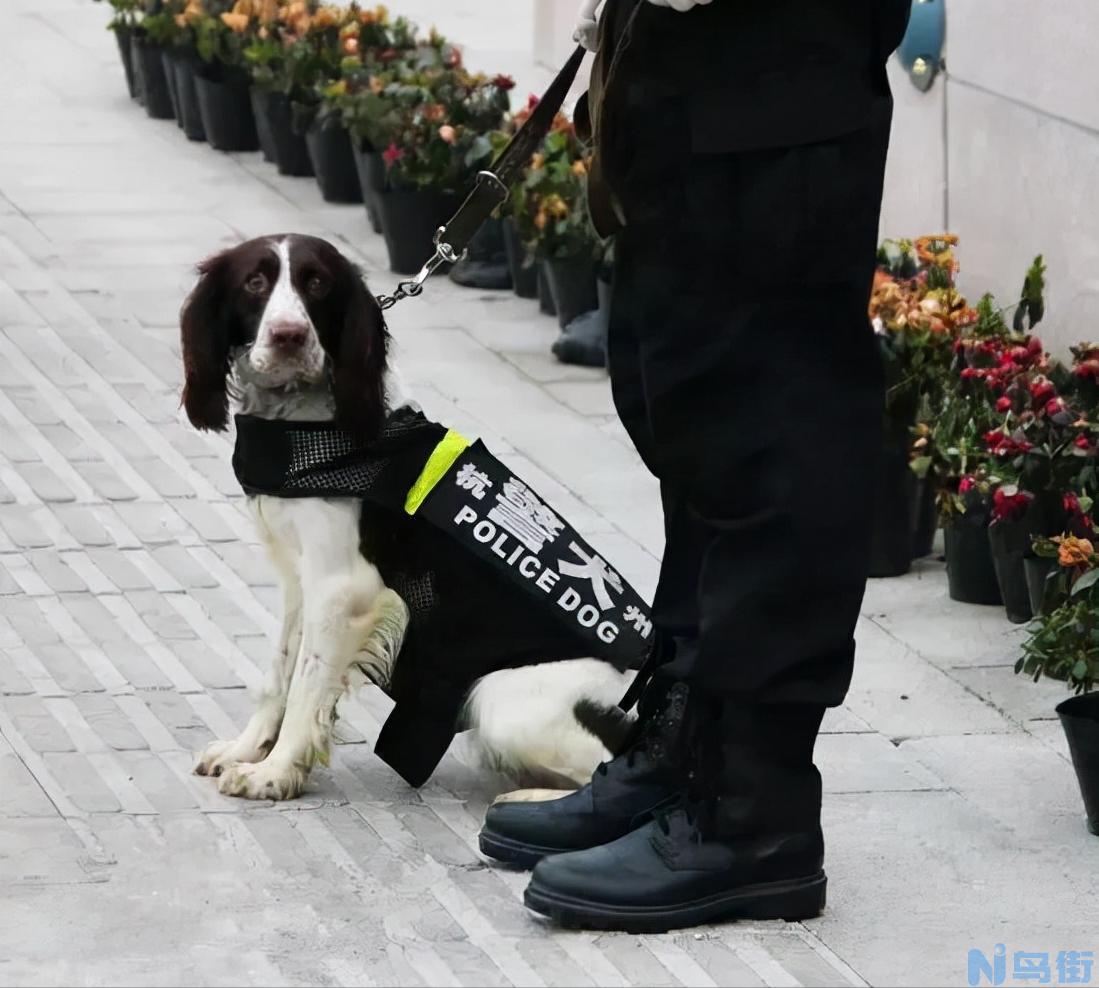 史宾格犬智商排名第几 英国史宾格犬为何可以当警犬？