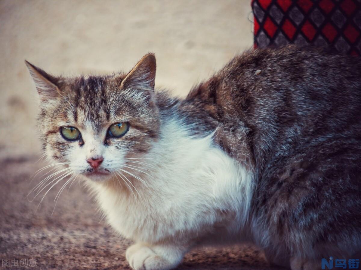 猫咪驱虫药什么牌子的好 便宜又好用的土猫体内外驱虫药？