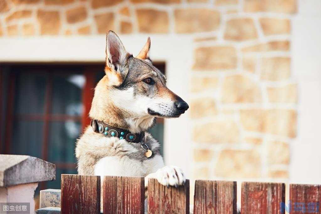 中国哪些城市可以养捷克狼犬  捷克狼犬最大的优点？